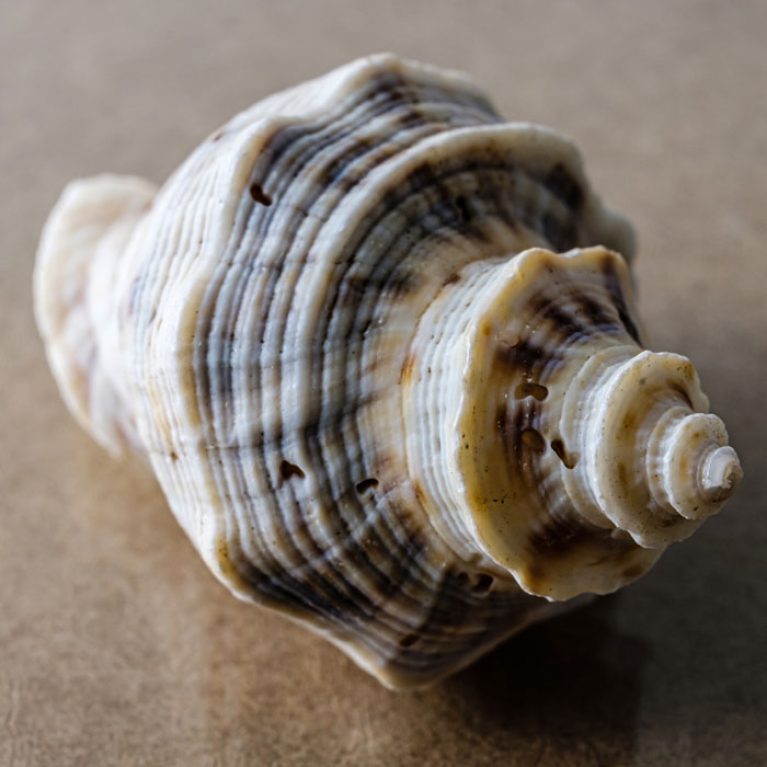 Shell